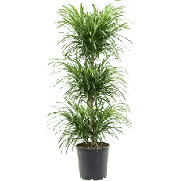 Pleomele Anita Variegata - Nieuwe release