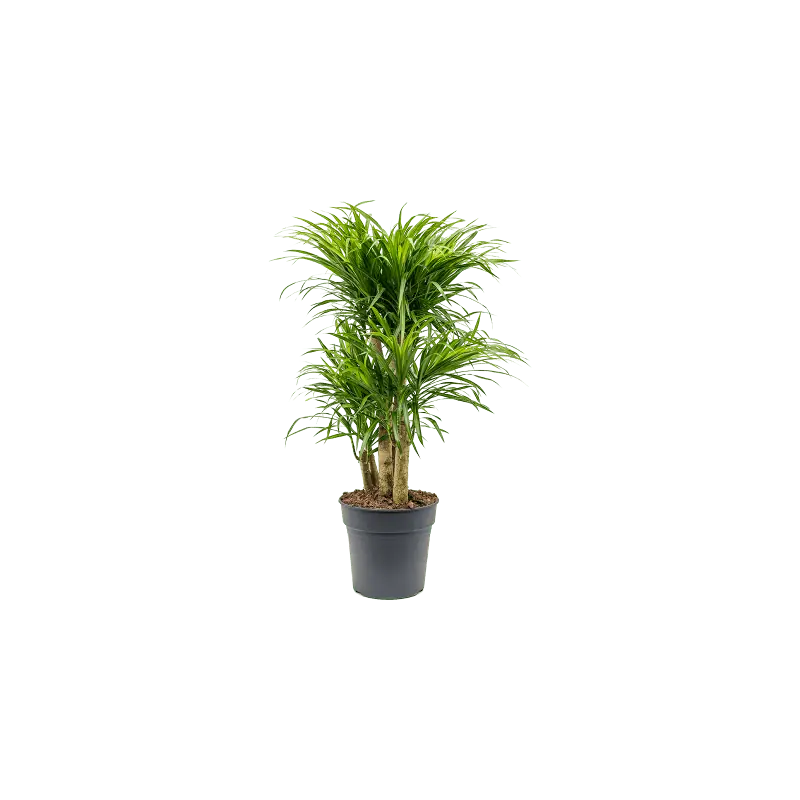 Pleomele Anita Variegata vertakt | Zeer goed beoordeeld