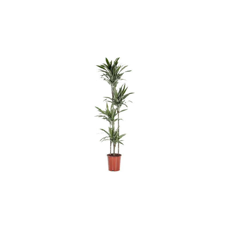 Dracaena Warneckei 4-stam | Hoog gewaardeerd