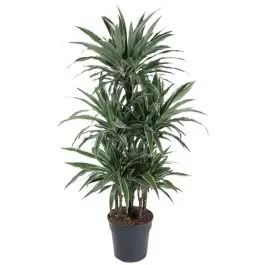Dracaena Warneckei carrousel | Deal