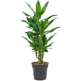 Premiumkwaliteit - Dracaena Burundii vertakt
