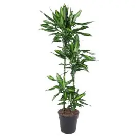 Dracaena Cintho 4-stam - Topprijs