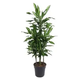 Dracaena Cintho carrousel - Wees er snel bij