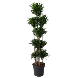 Klantfavoriet | Dracaena Compacta carrousel