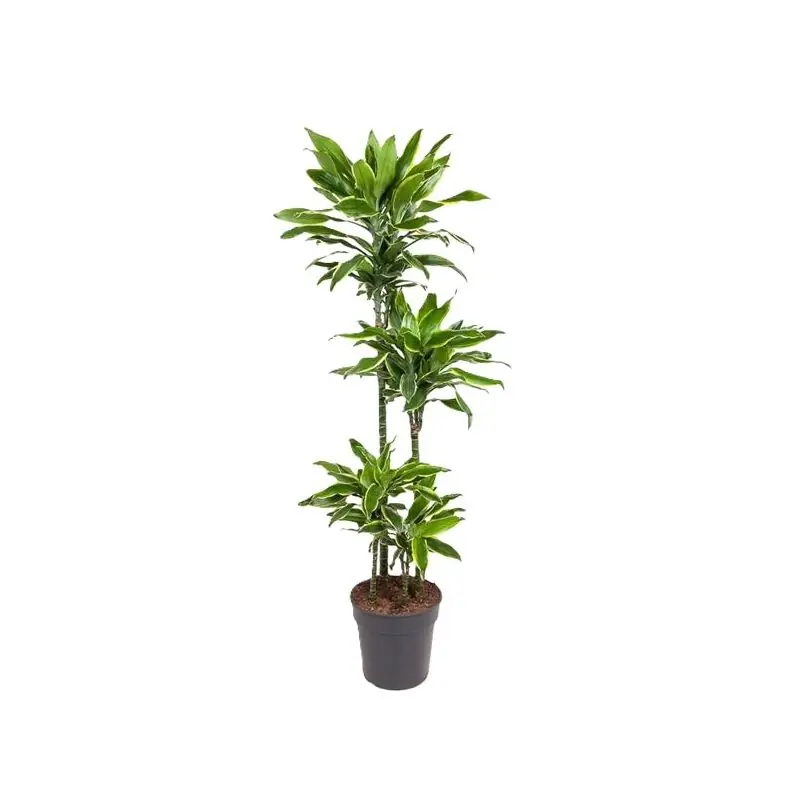 Dracaena Golden Coast 4-stam | Aanbieding loopt bijna af