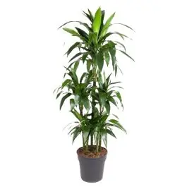 Dracaena Janet Craig carrousel | Superprijs