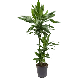 Zojuist toegevoegd - Dracaena Janet Lind 3-stam
