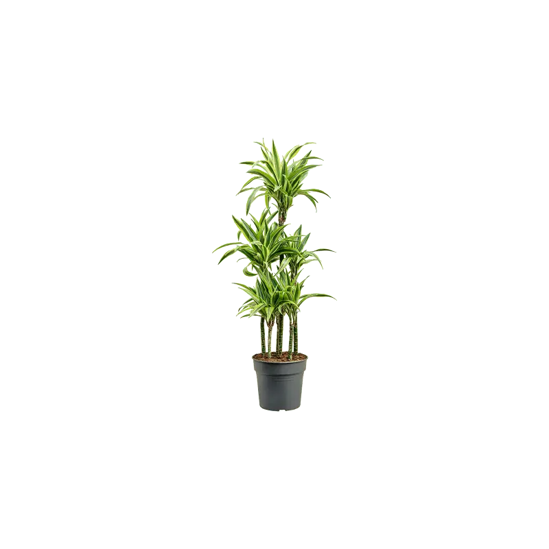 Dracaena Lemon Lime carrousel | Bestel nu