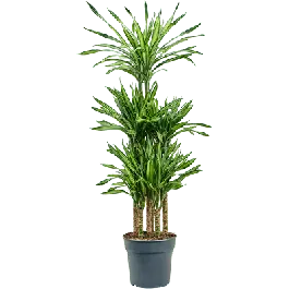 Dracaena Riki carrousel | Nieuw binnen