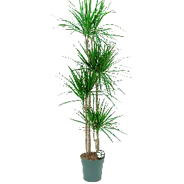 Fabrieksprijs | Dracaena marginata 4-stam