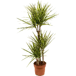 Verlaagde prijs | Dracaena marginata Sunray 3-stam