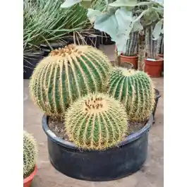 Echinocactus grusonii cluster | Nu beschikbaar