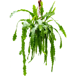 Epiphyllum Beavertail | Sale