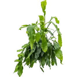 Direct van de fabrikant - Epiphyllum oxypeltatum