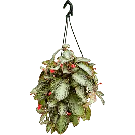 Episcia cupreata | Direct leverbaar