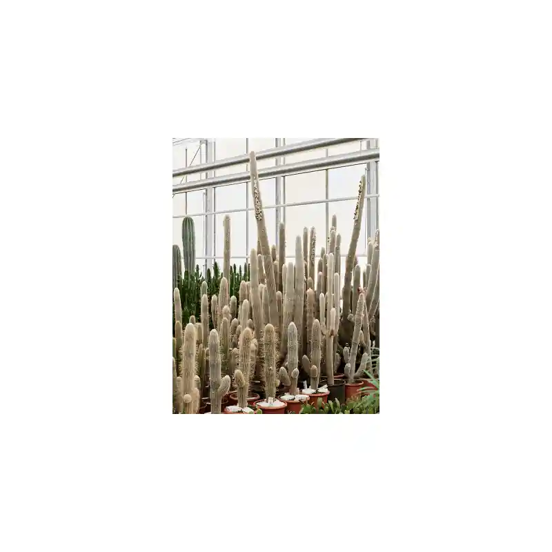 Alleen deze week | Espostoa lanata