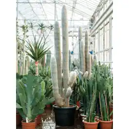 Extra voordeel | Espostoa lanata