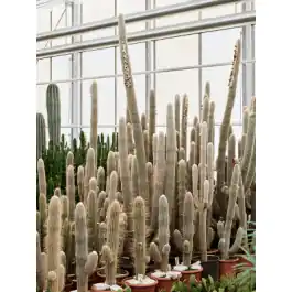 Nieuw binnengekomen - Espostoa lanata