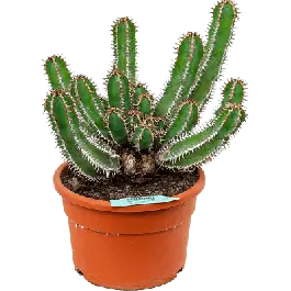 Euphorbia avasmontana - Net toegevoegd