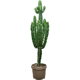 Topproduct | Euphorbia eritrea