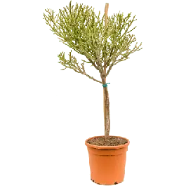 Euphorbia fiherenensis | Actieprijs