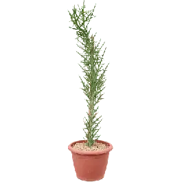 Euphorbia stenoclada | Nieuw
