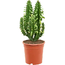 Euphorbia undulatifolia - Verlaagde prijs