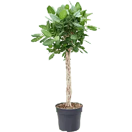 Snelle levering - Ficus Audrey gevlochten stam