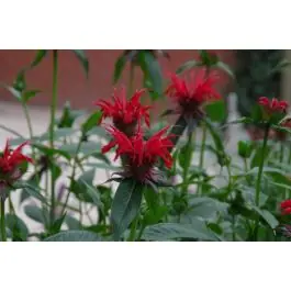 Monarda Jacob Cline | Topprijs