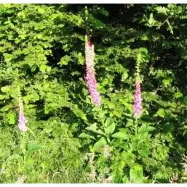 Koop vandaag | Digitalis purpurea