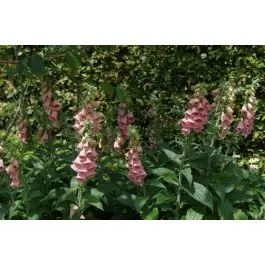 Zojuist toegevoegd | Digitalis Mertonensis