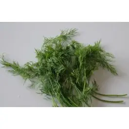 Nieuw binnengekomen - Anethum graveolens