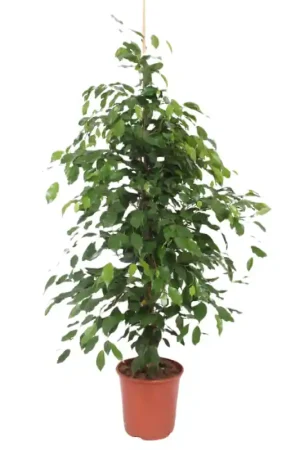 Aanbieding | Ficus Exotica