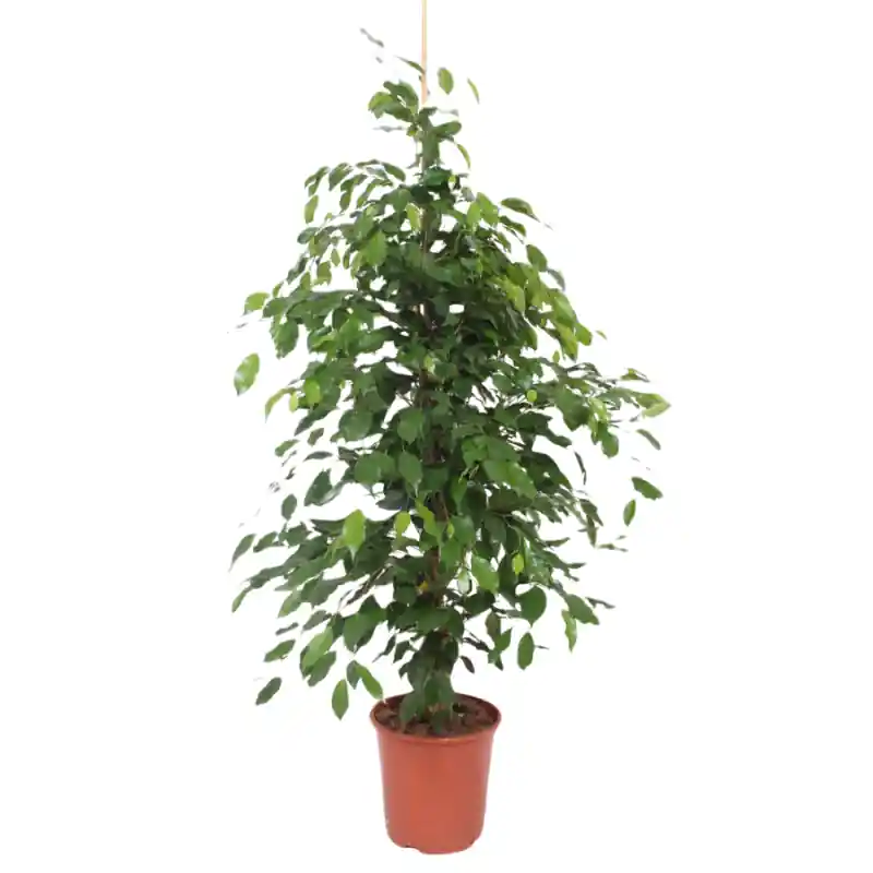 Aanbieding | Ficus Exotica