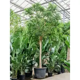 Aanbieding loopt bijna af | Ficus Benjamina Exotica op stam