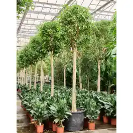 Bestseller | Ficus Benjamina Exotica op stam