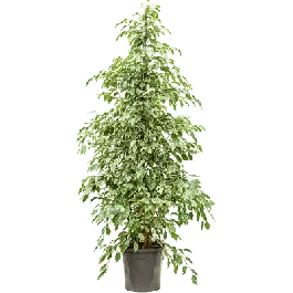 Ficus Golden King | Snelle levering