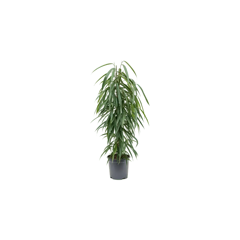 Ficus Alii - Beste prijs