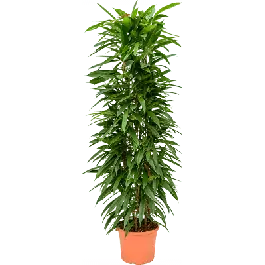 Beperkte voorraad | Ficus Amstel King - draadzuil
