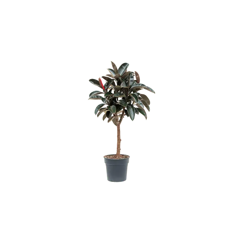 Ficus Abidjan op stam - Bespaar nu