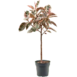 Ficus Belize op stam - Laatste dagen