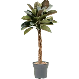 Ficus Burgundy gevlochten stam | Korting