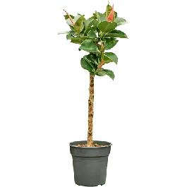 Ficus Cloe op stam | Actie