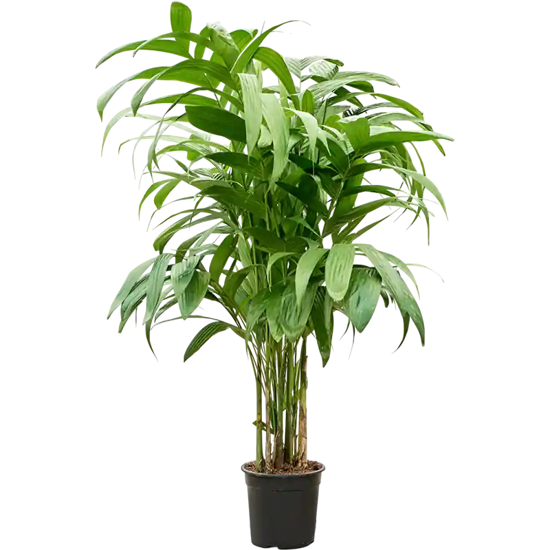 Areca triandra - Tijdelijk aanbod