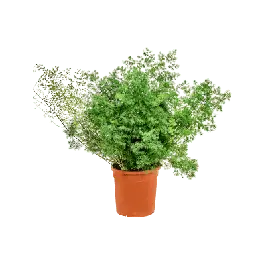 Zeer goed beoordeeld - Asparagus umbellatus