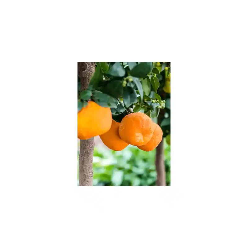 Citrus Chinotto | Direct leverbaar