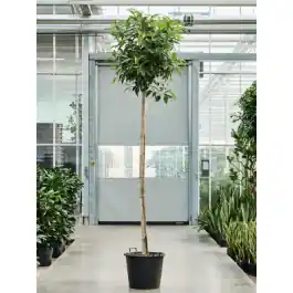 Klaar voor verzending | Ficus bellingeri