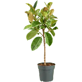 Deal | Ficus Shivereana Moonshine op stam