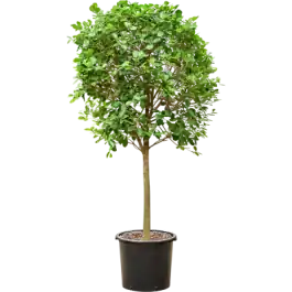 Mis het niet - Ficus Microcarpa Moclame op stam