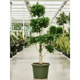 Ficus Microcarpa Moclame pon pon | Voorraad bijna op
